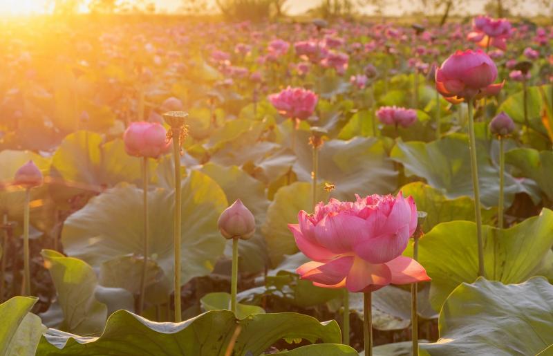 Đầm sen tại xã Vạn An, Nghệ An (Thị trấn Nam Đàn cũ).