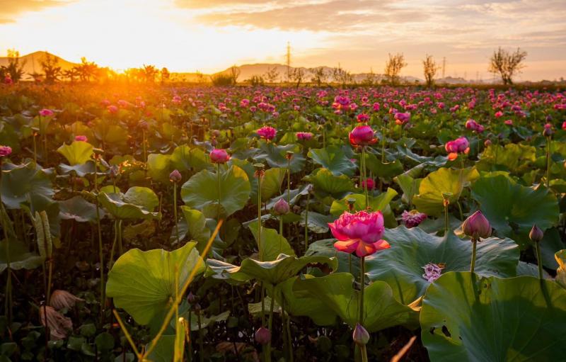 Đầm sen tại xã Vạn An, Nghệ An (Thị trấn Nam Đàn cũ).