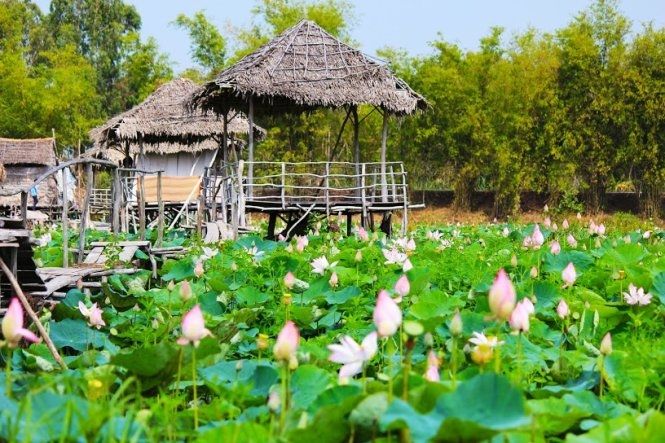 Những chòi lá nằm giữa hồ sen