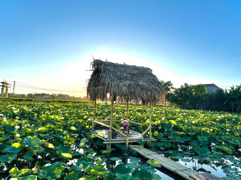 Đầm sen xã Hưng Thịnh, điểm đến “check-in” của du khách