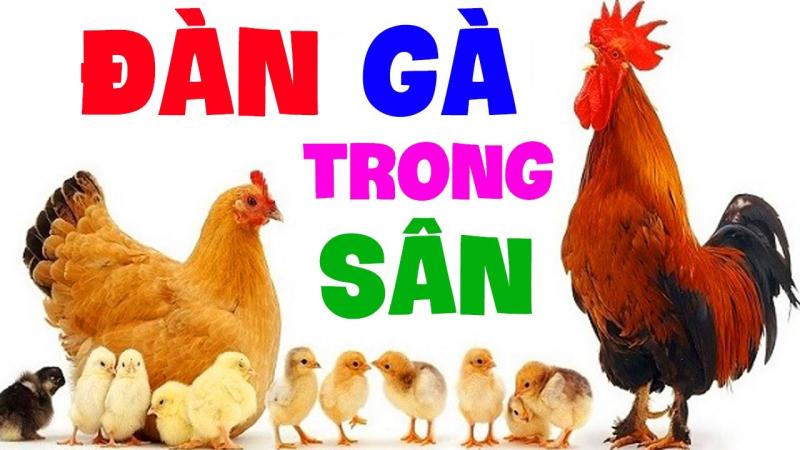 Đàn gà trong sân