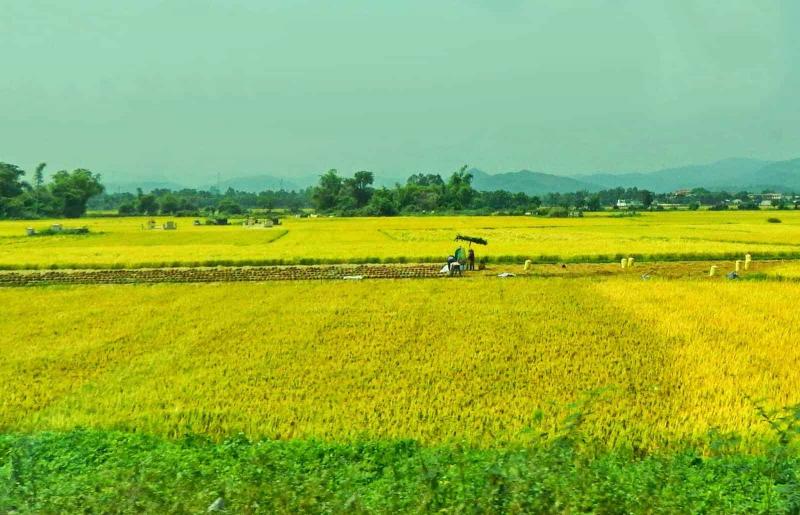 Dàn ý tả cảnh buổi sáng ở quê em vào một ngày xuân