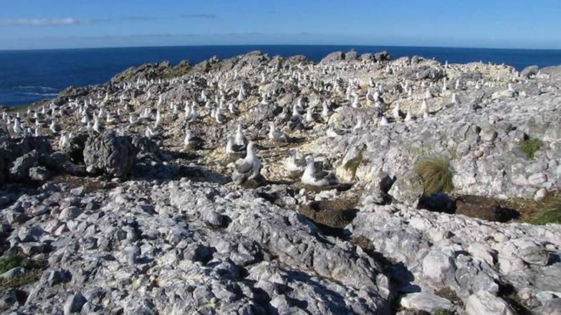Đảo Albatross, Australia Đảo Albatross, Australia