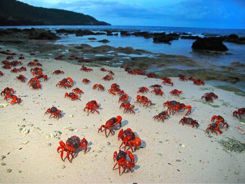 Những con của đỏ ra biển để đẻ trứng trên đảo Christmas
