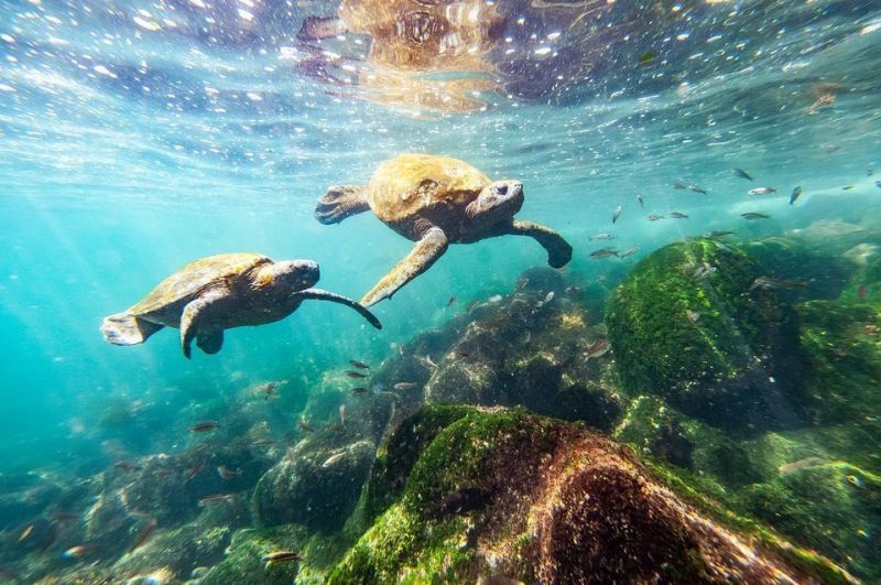 Đảo Galapagos (Ecuador)