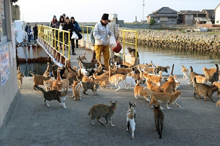 Đảo mèo (Tashirojima Island)