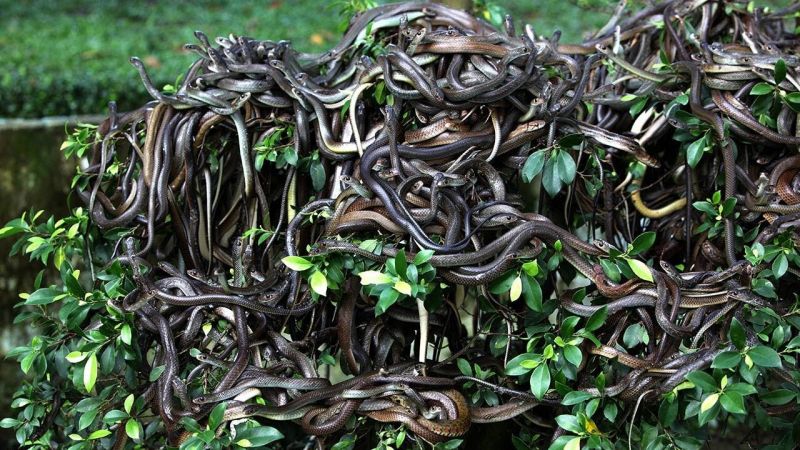 Đảo rắn, Brazil