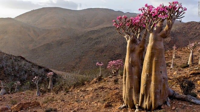 Với những loài cây độc nhất vô nhị, không thể tìm thấy nơi nào khác trên thế giới, Socotra như một hòn đảo ngoài hành tinh
