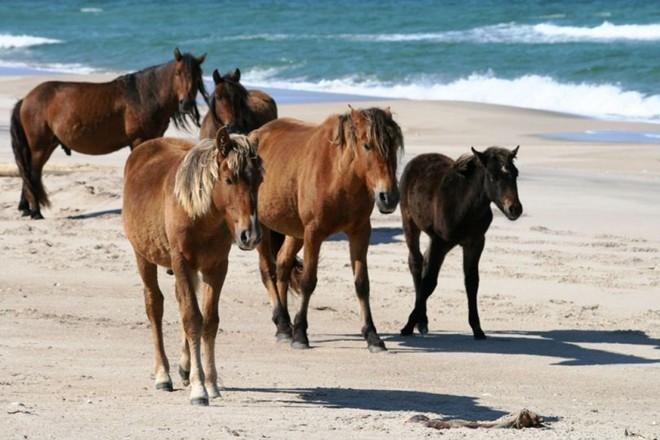 Ngựa là cư dân chính trên đảo Sable - 