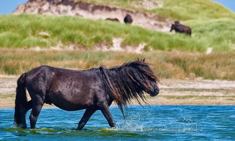 Đảo tàu đắm và ngựa hoang (Đảo Sable)