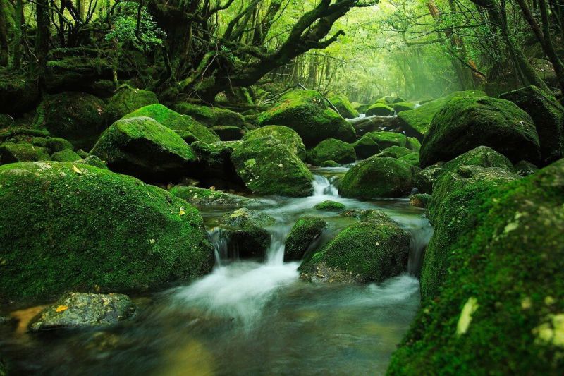 Đảo Yakushima – Mononoke Princess