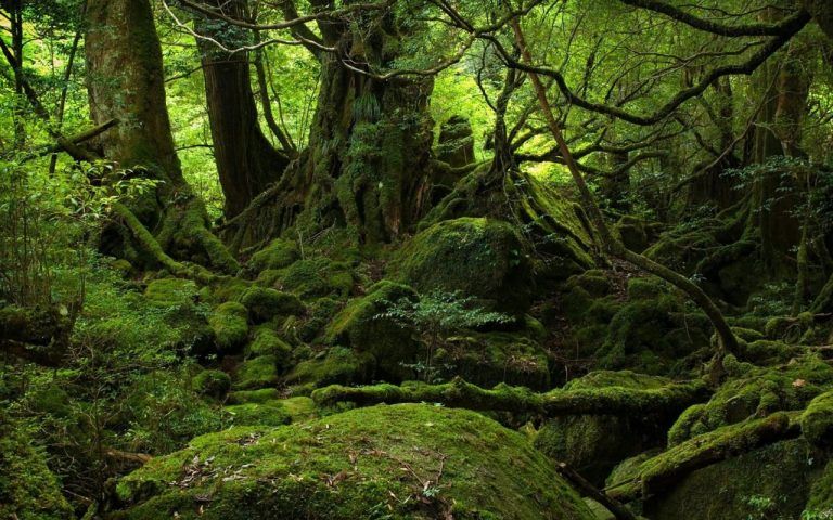 Đảo Yakushima (Ốc cửu đảo)