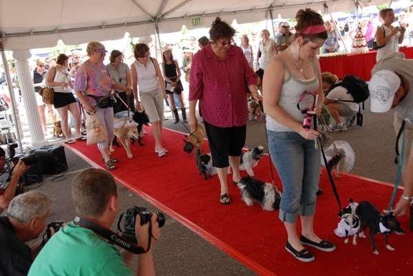 Jill Kobe chủ trì đám cưới cho 178 đôi chó