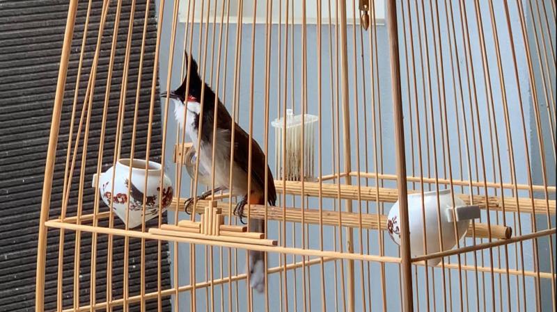 Cận cảnh tàn sát chim trời ở chợ chim lớn nhất Miền Tây - Báo Người lao động