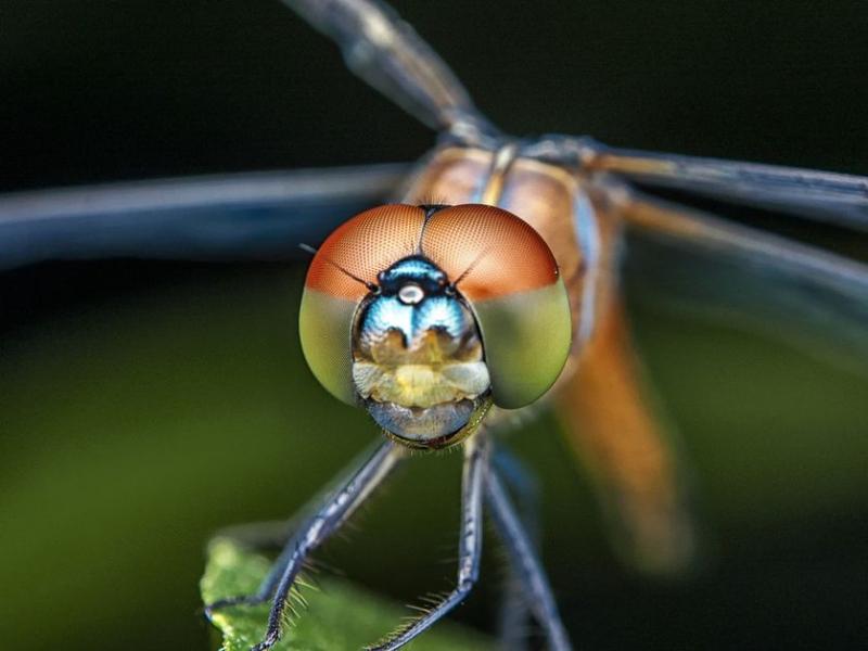 Đầu của con chuồn chuồn là nơi chứa tất cả các mắt