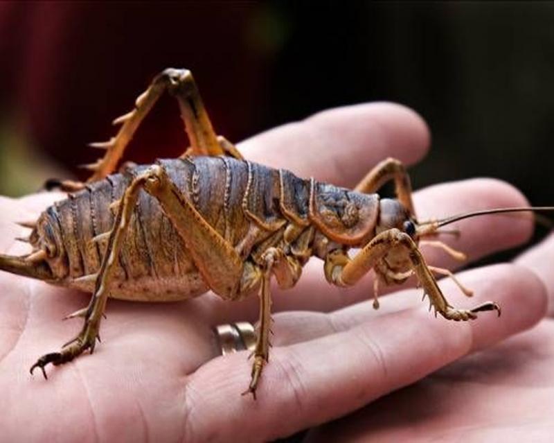 Dế Weta khổng lồ