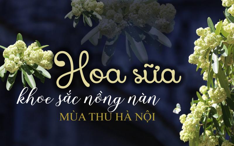 Đêm thu - Hoa sữa và mưa