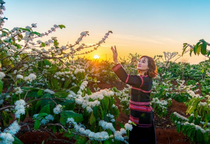 Mùa hoa cà phê nở