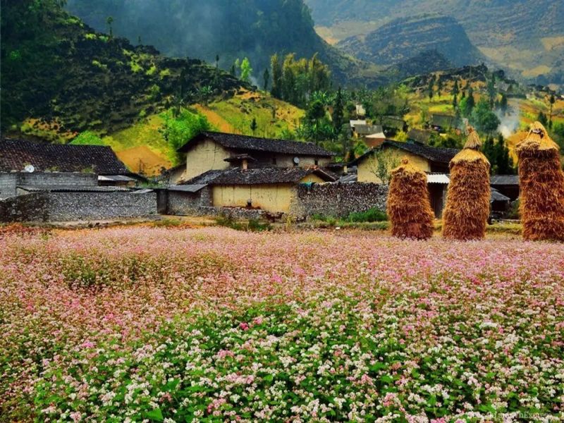 Thung lũng Sủng Là mùa hoa nở