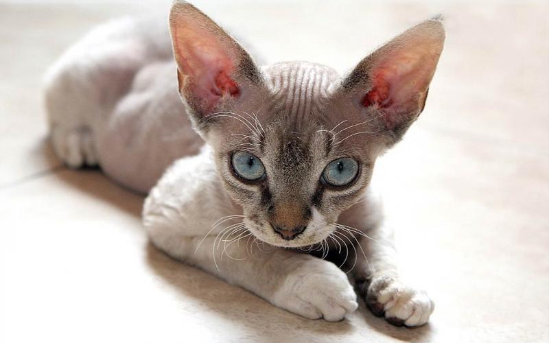 Devon Rex còn có biệt danh là 