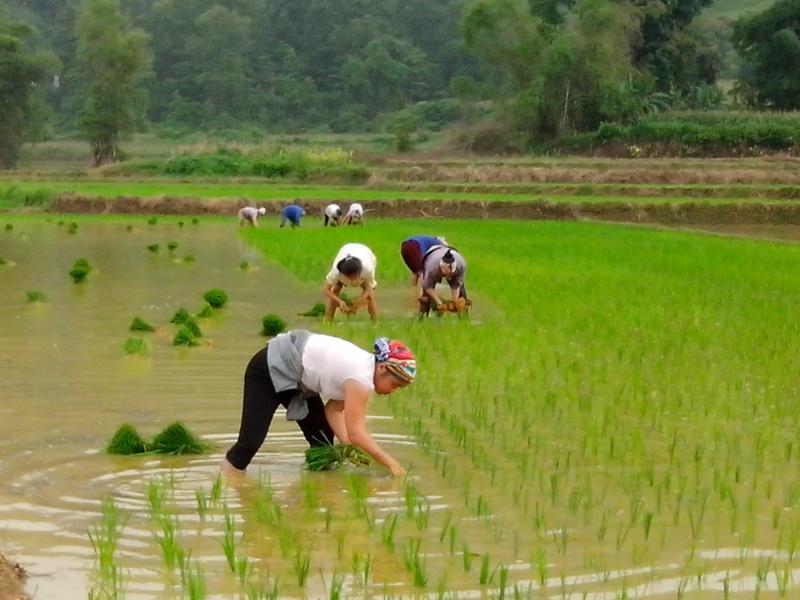 Đi cấy