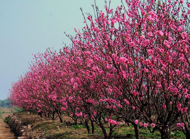 Hoa đào ngày Tết