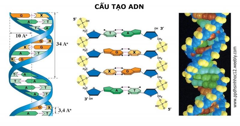 Hình ảnh di truyền trong cấu trúc gen