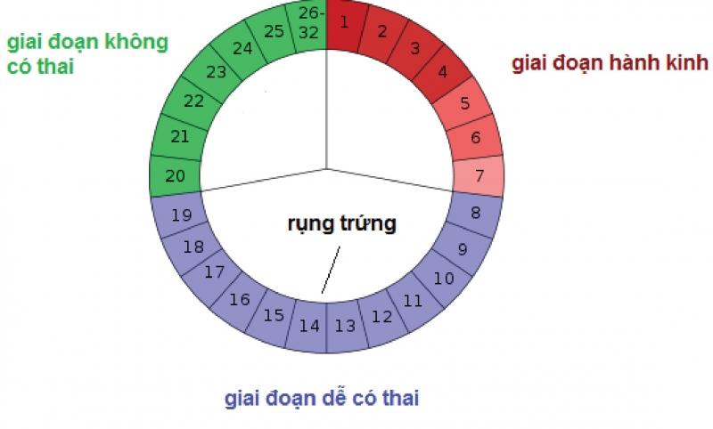 Dich âm đạo sẽ ra nhiều khi sắp tới ngày rụng trứng