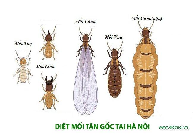 Dịch vụ diệt mối Trần Anh