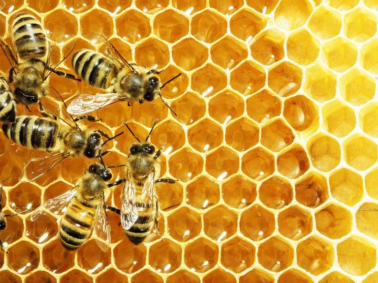 Mật ong giúp điều hòa đường huyết