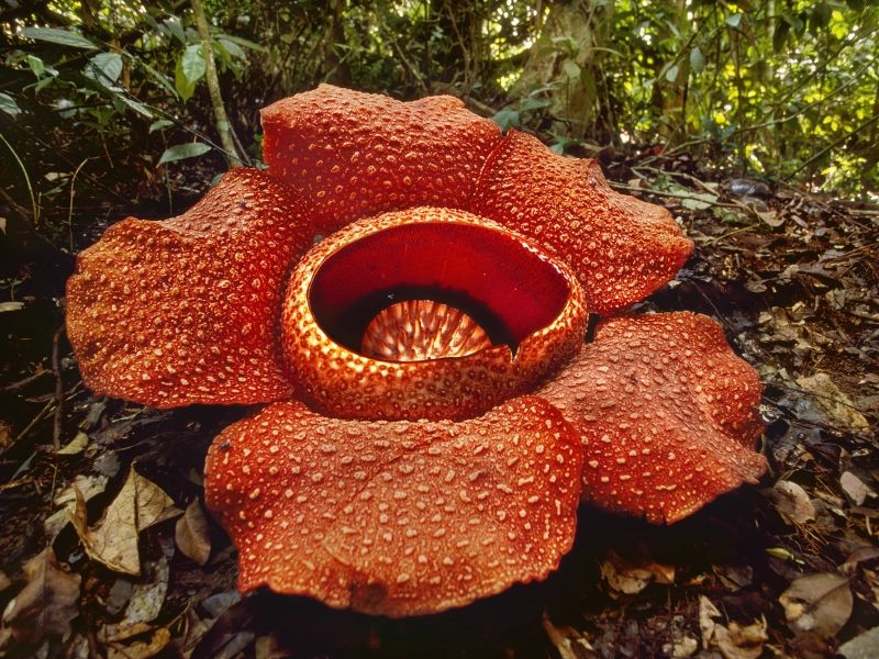 Hoa Rafflesia nặng tận 10kg