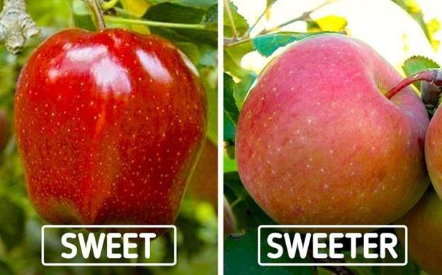 Màu sắc của táo không liên quan gì đến độ ngọt