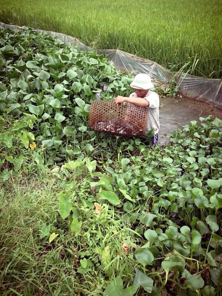 Trên con mương, bác nông dân đang bắt cá. Ở đây họ không chỉ là những người lao động  chân lấm tay bùn , họ lao động vì cả sự nhiệt huyết của mình và những thành quả mang lại