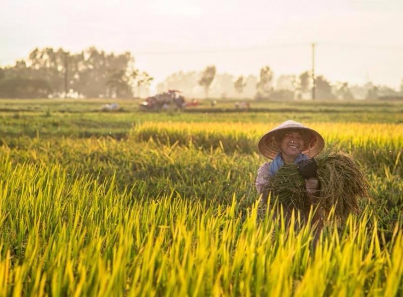 Mùa gặt quê tôi, tuy mệt nhọc nhưng ai cũng vui tươi hiện lên khuôn mặt