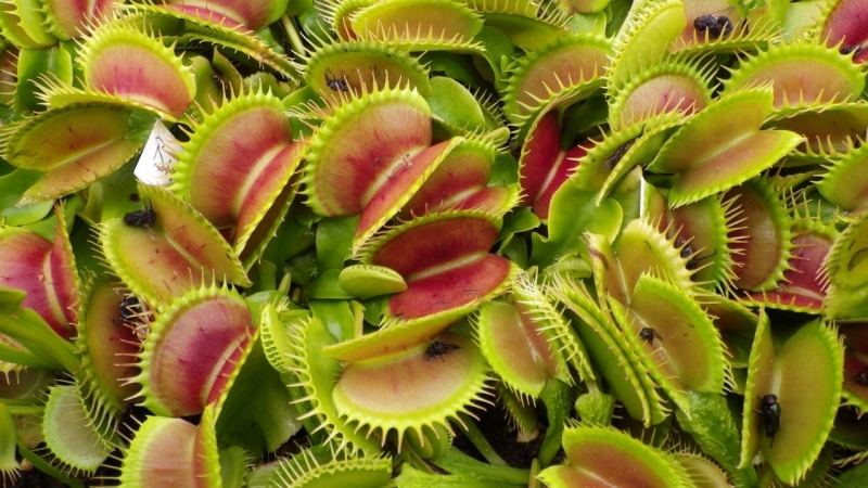 Dionaea muscipula