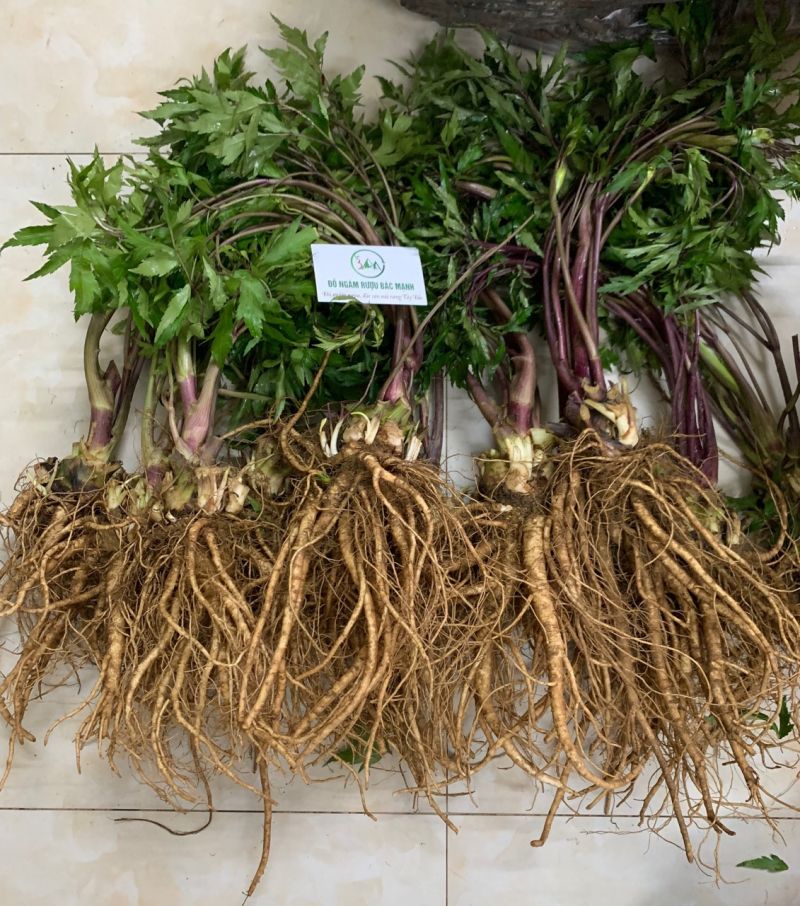 Đồ ngâm rượu Bác Mạnh