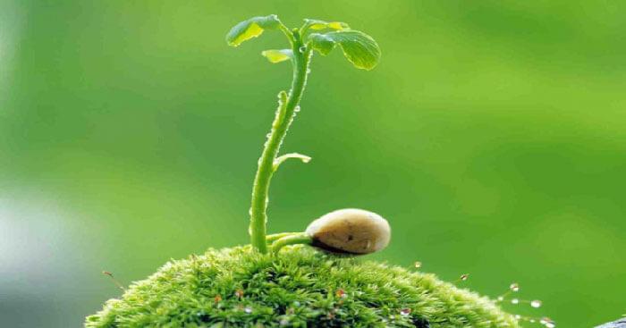 đoạn văn ghi lại cảm xúc về bài thơ Lời của cây - mẫu 1