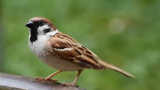 Ảnh minh hoạ (Nguồn internet)