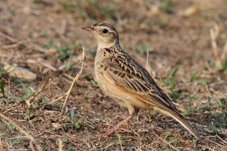 Ảnh minh hoạ (Nguồn internet)