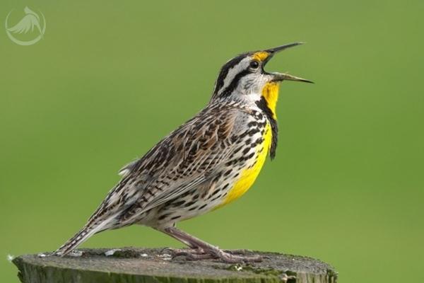 Ảnh minh hoạ (Nguồn internet)