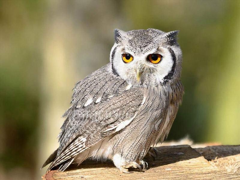 Ảnh minh hoạ (Nguồn internet)