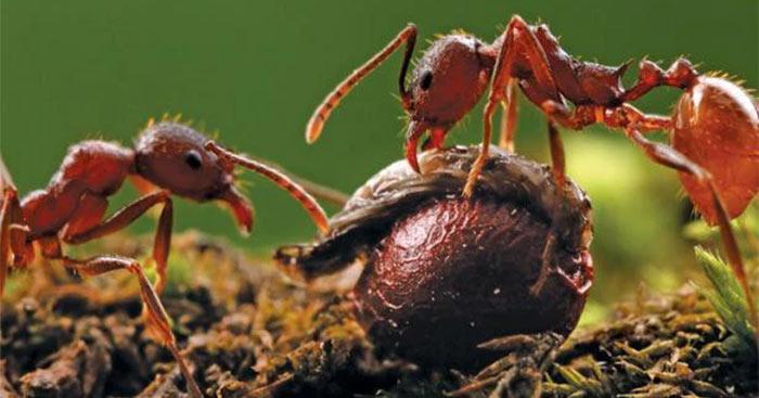 Đoạn văn ngắn có câu chủ đề: Họ hàng nhà kiến chăm chỉ, hiền lành - số 1