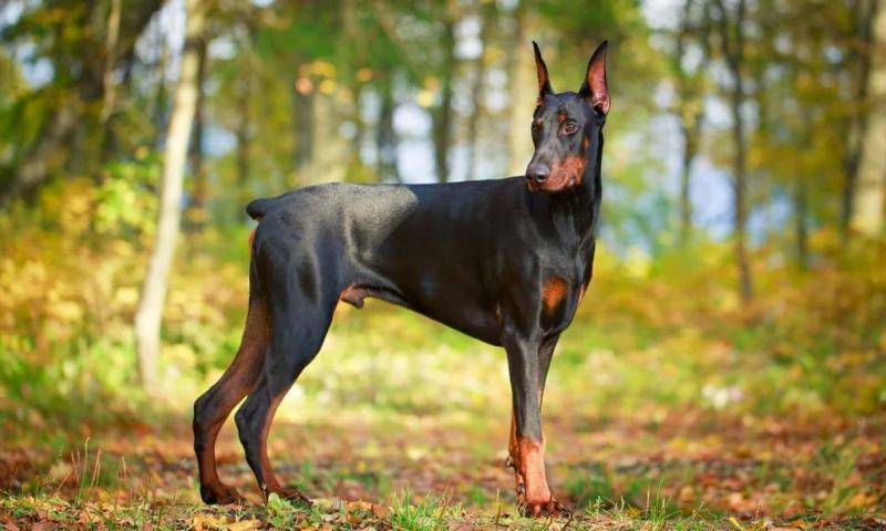 Dobermann