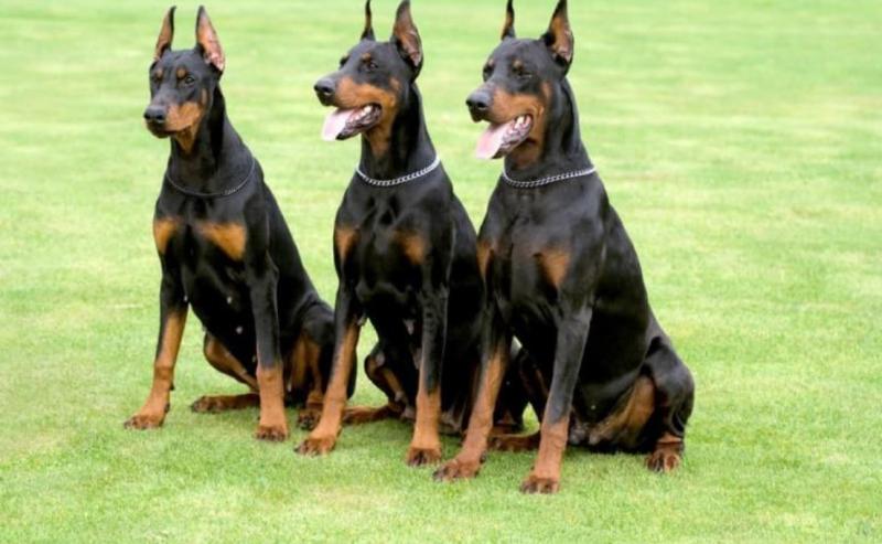 Doberman Pinscher