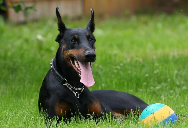 Dobermann là loài chó được lai tạo đã từ rất lâu để có thể trở thành một trong những loài chó canh gác tuyệt vời.