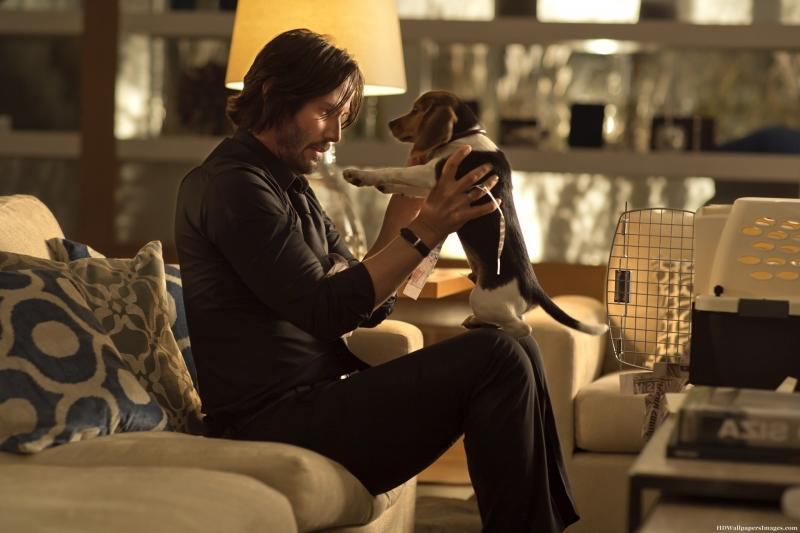 Nếu là tín đồ của bộ phim John Wick, doesthedogdie.com là trang web bạn không thể bỏ qua