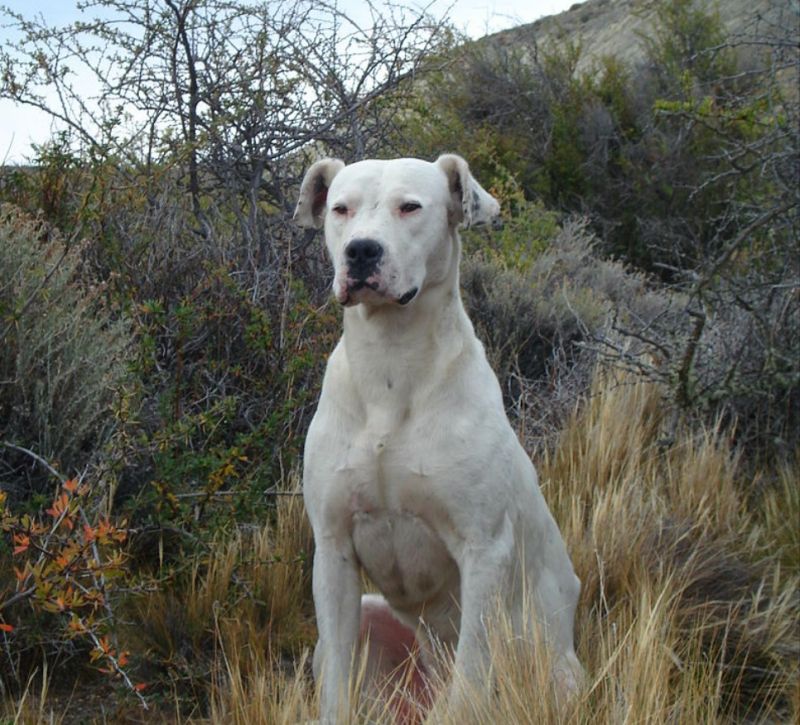 Dogo Argentino