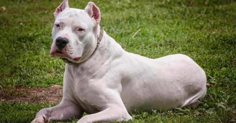 Dogo Argentino