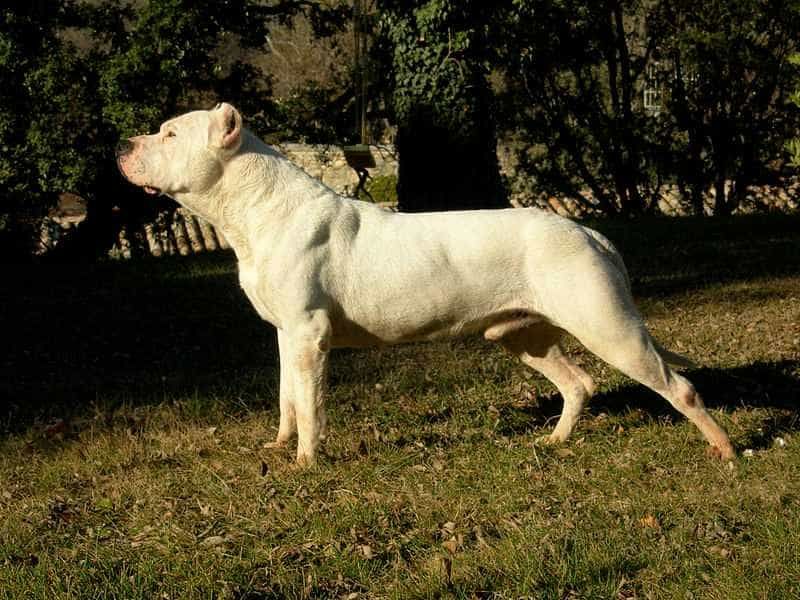 Dogo Argentio ở Argentina