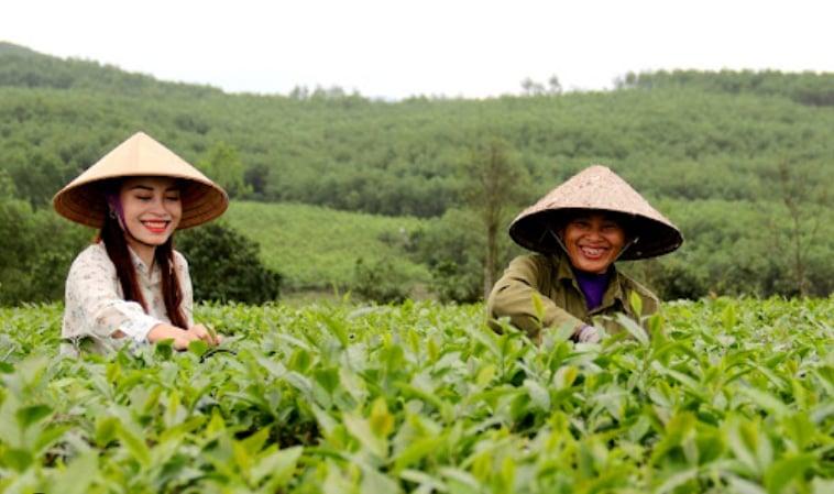 Đồi chè Kỳ Trung